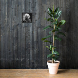 Einstein Portrait (Poster - Matte Framed)